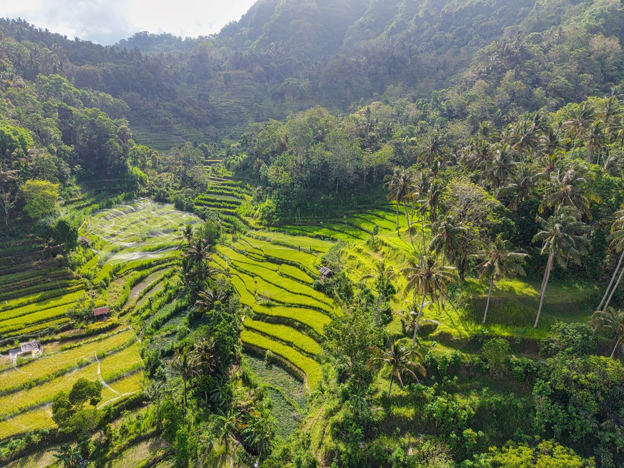 Ubud Nature & Rice Terraces