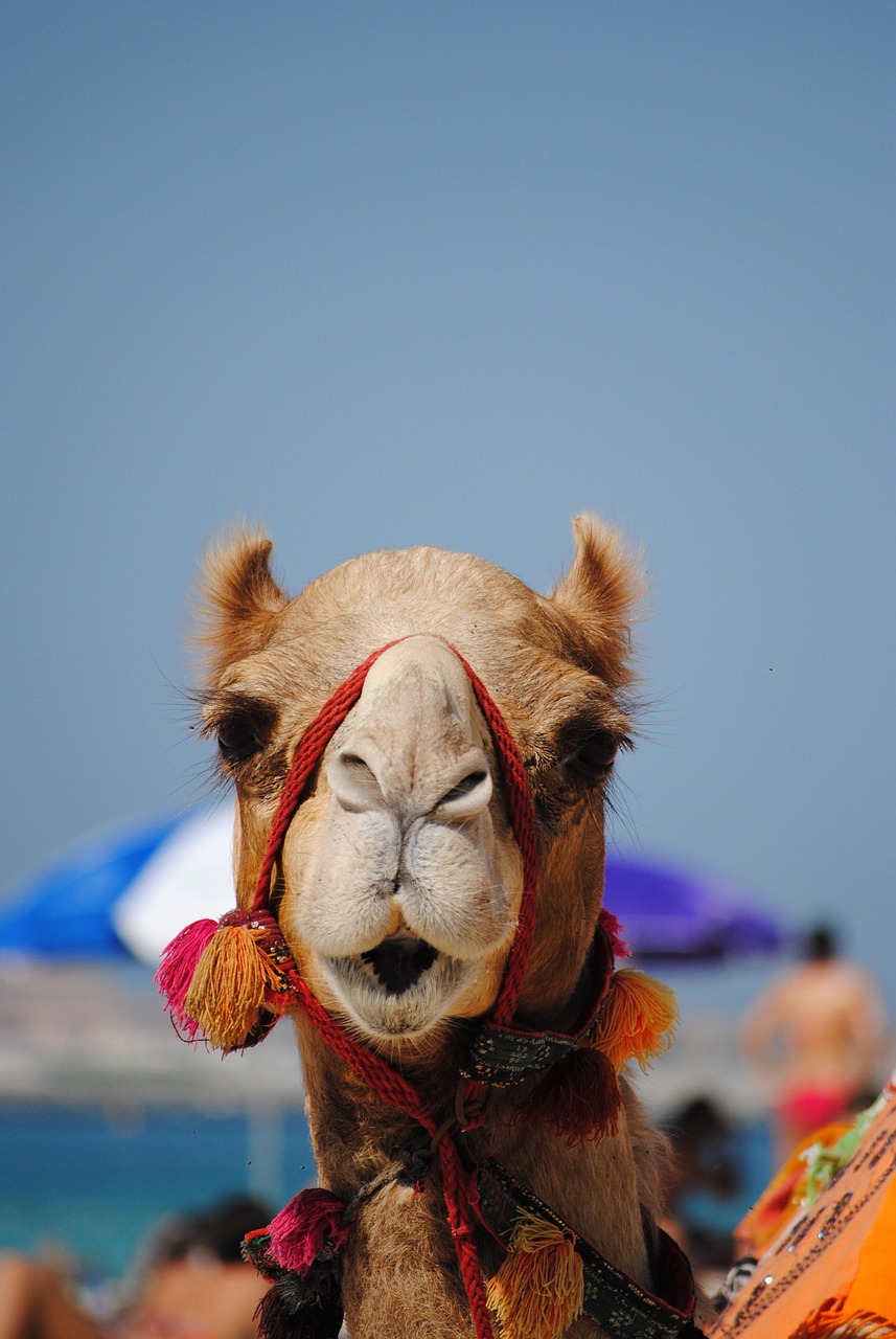 Dubai & Abu Dhabi 6 Nights 7 Days